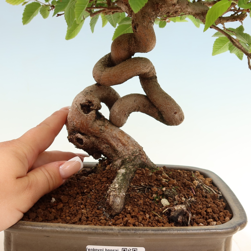 Bonsai für draußen - Karpinus Coreana - Koreanische Hainbuche