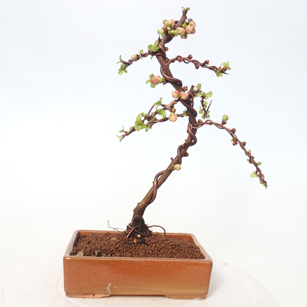 Bonsai für draußen - Chaneomeles s. Red Joy - Quitte