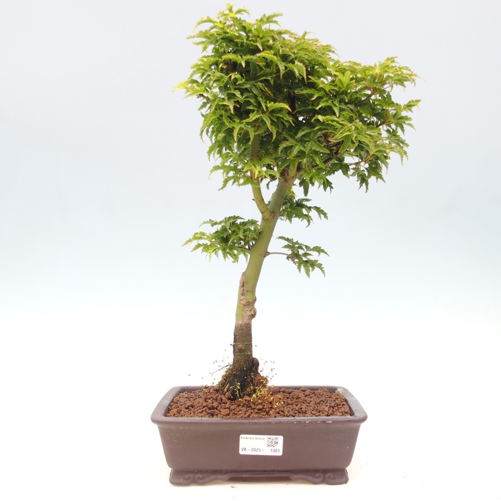 Bonsai im Freien - Acer palmatum Shishigashira-Ahorn