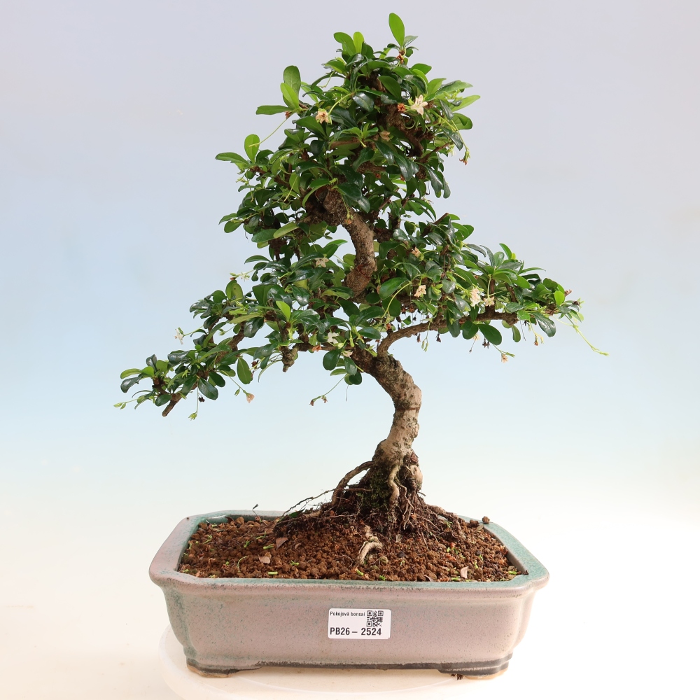 Zimmer-Bonsai - Carmona macrophylla - Tee-Fuki