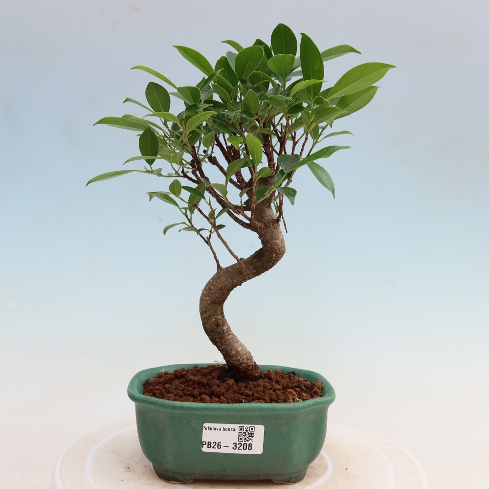 Zimmerbonsai - Ficus kimmen - Kleinblättriger Ficus