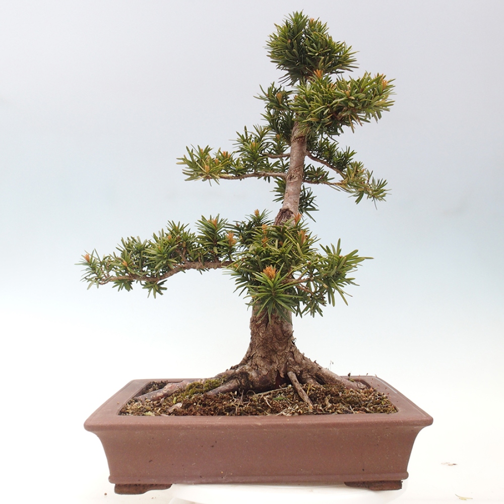 Bonsai im Freien - Taxus cuspidata - Japanische Eibe