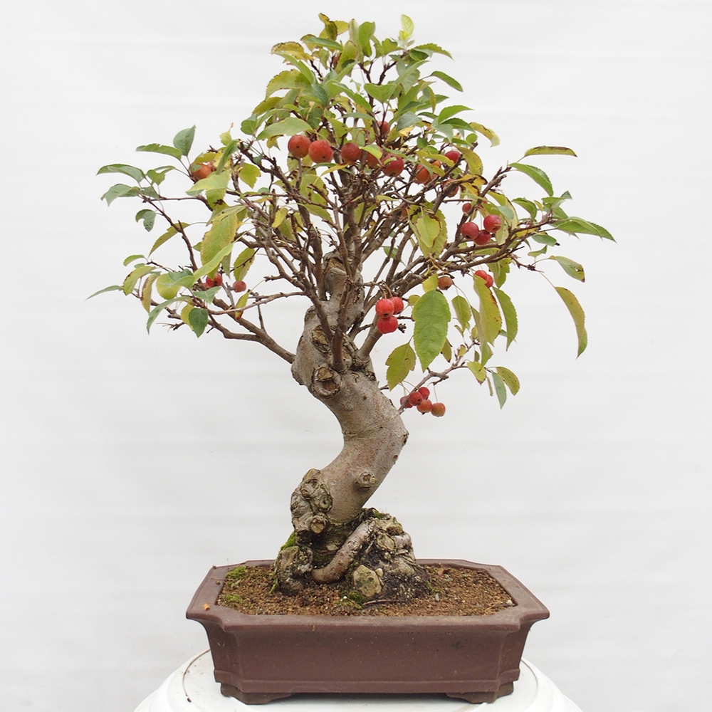 Bonsai im Freien - Malus halliana - Kleinfruchtiger Apfelbaum