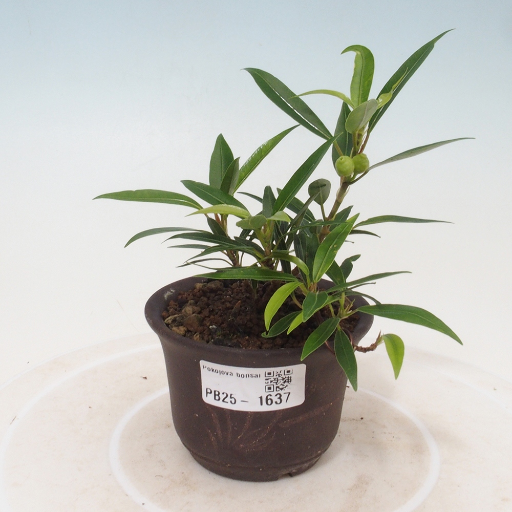 Zimmerbonsai - Ficus nerifolia - kleinblättriger Ficus