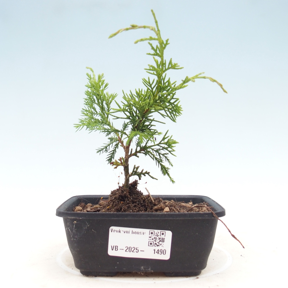 Outdoor bonsai - Juniperus chinensis Itoigawa - Chinese juniper