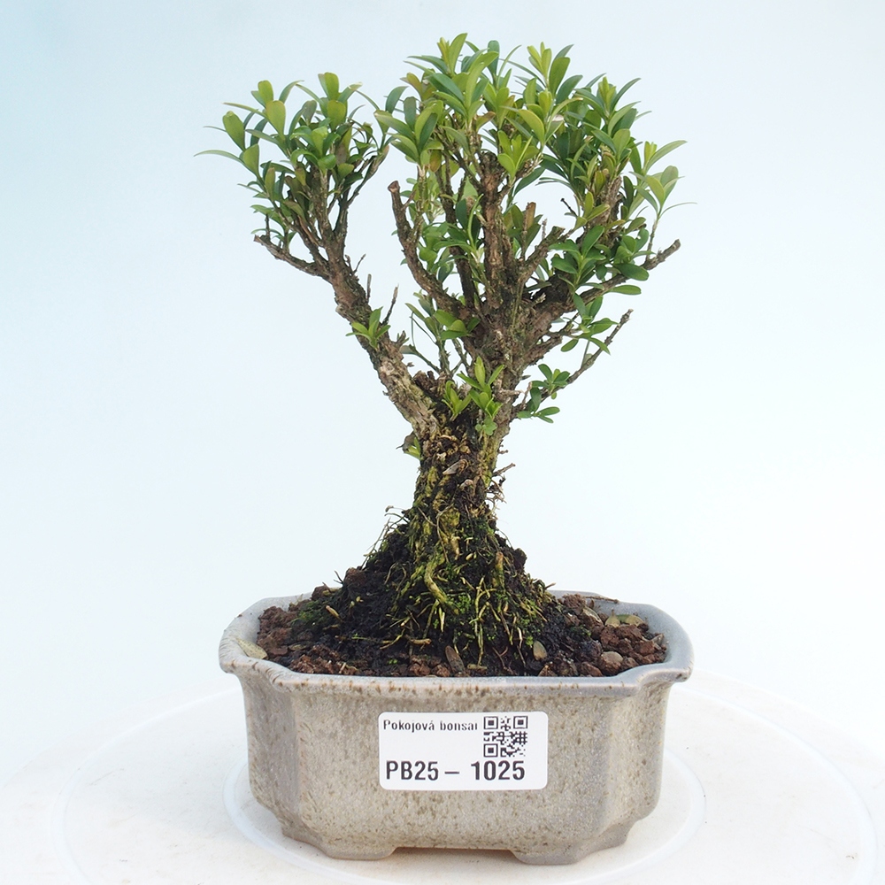 Zimmerbonsai - Buxus harlandii - Korkbuchsbaum