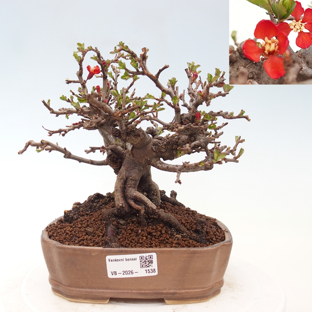 Bonsai für draußen - Chaneomeles speciosa - Quitte
