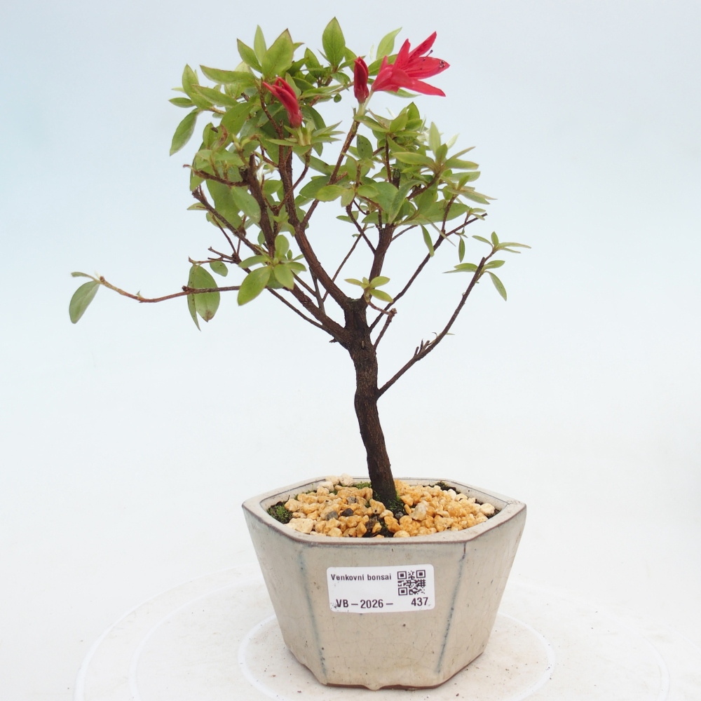 Bonsai für draußen - Japanische Azalee - Azalea sp.