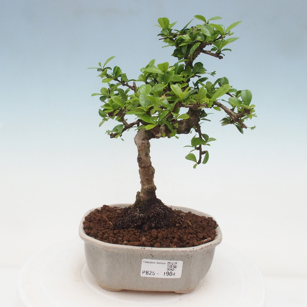 Zimmerbonsai - Carmona Macrophylla - Fuki-Tee