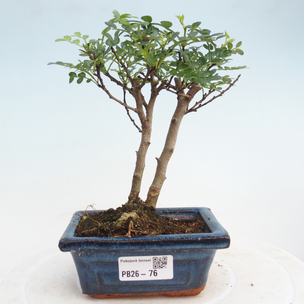 Zimmer Bonsai - Zantoxylum piperitum - Pfefferbaum