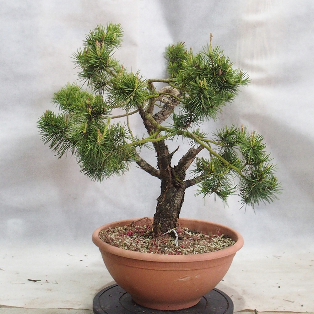 Yamadori - Pinus sylvestris 