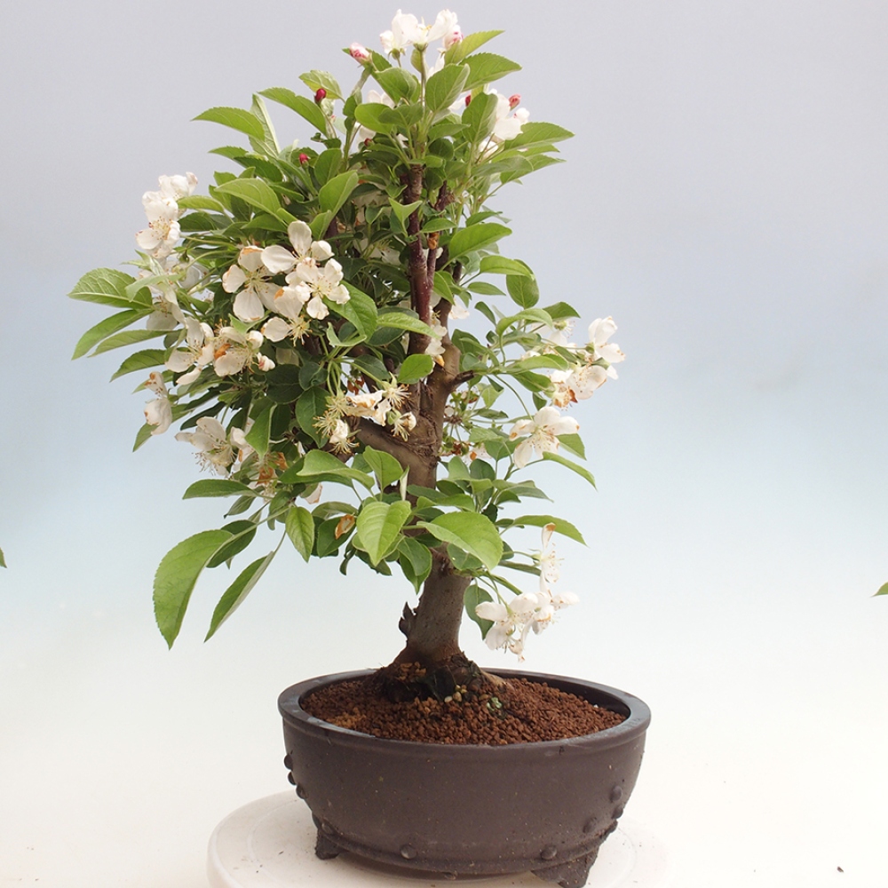 Bonsai im Freien - Malus halliana - Kleinfruchtiger Apfelbaum