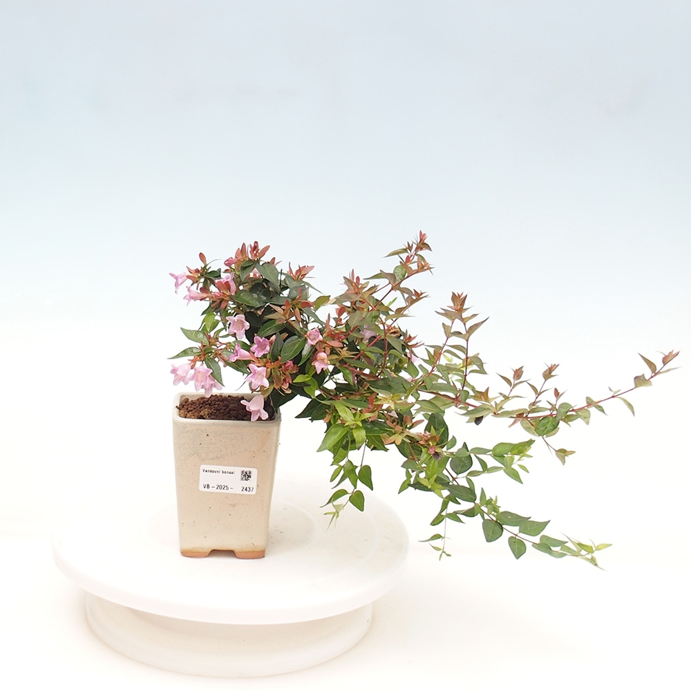 Bonsai im Freien - Abelia Grandiflora - Abelia grandiflora