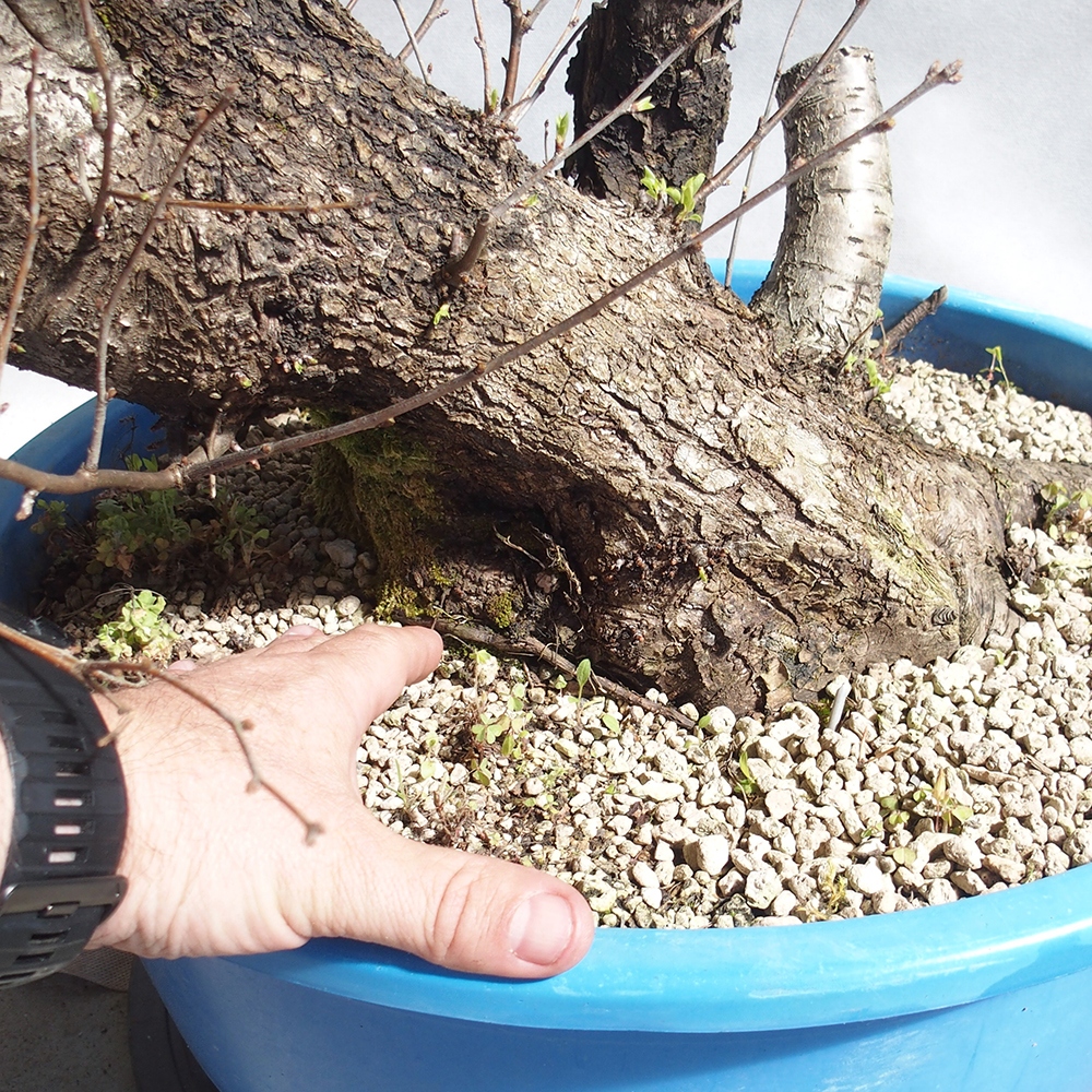 Outdoor Bonsai -Mahalebka - Prunus Mahaleb