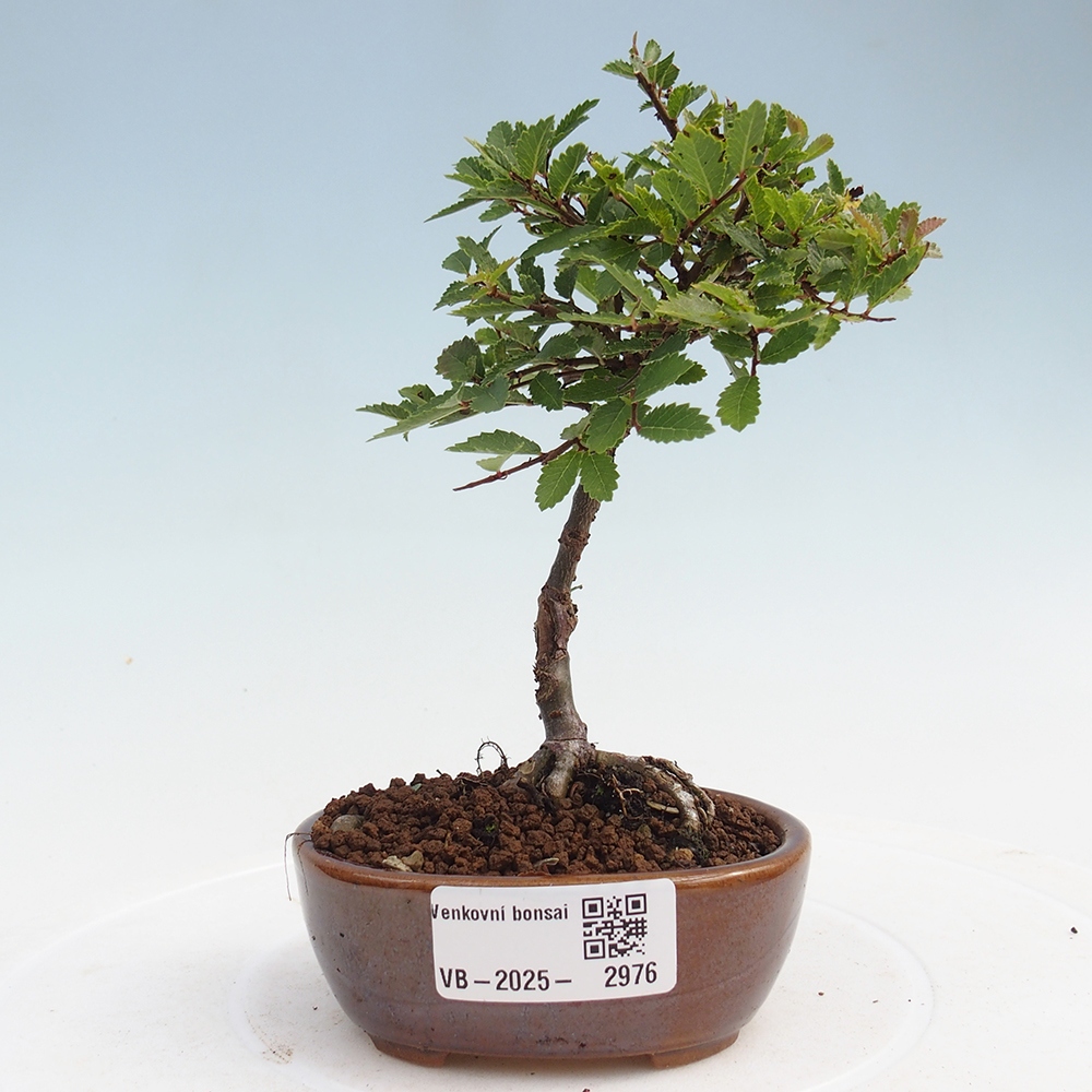 Bonsai im Freien - Ulmus parvifolia Sagei - Kleinblättrige Ulme