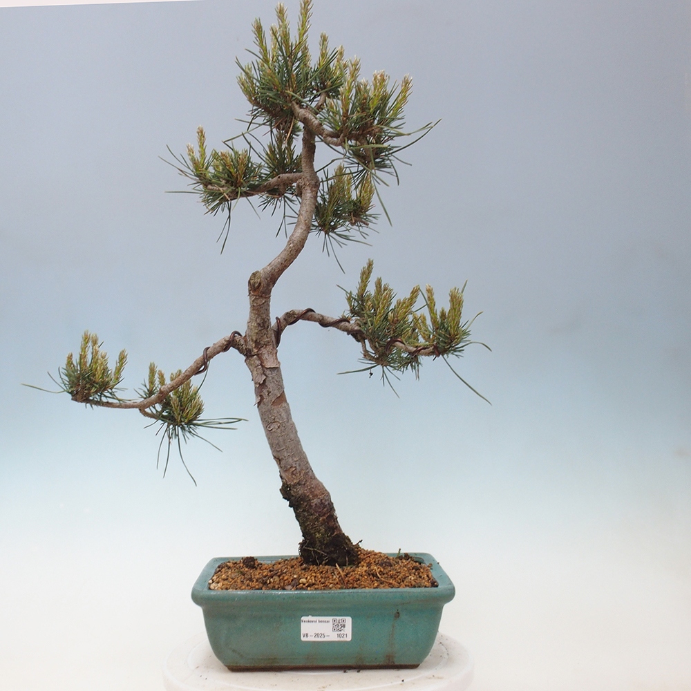 Bonsai im Freien - Pinus Sylvestris - Waldkiefer
