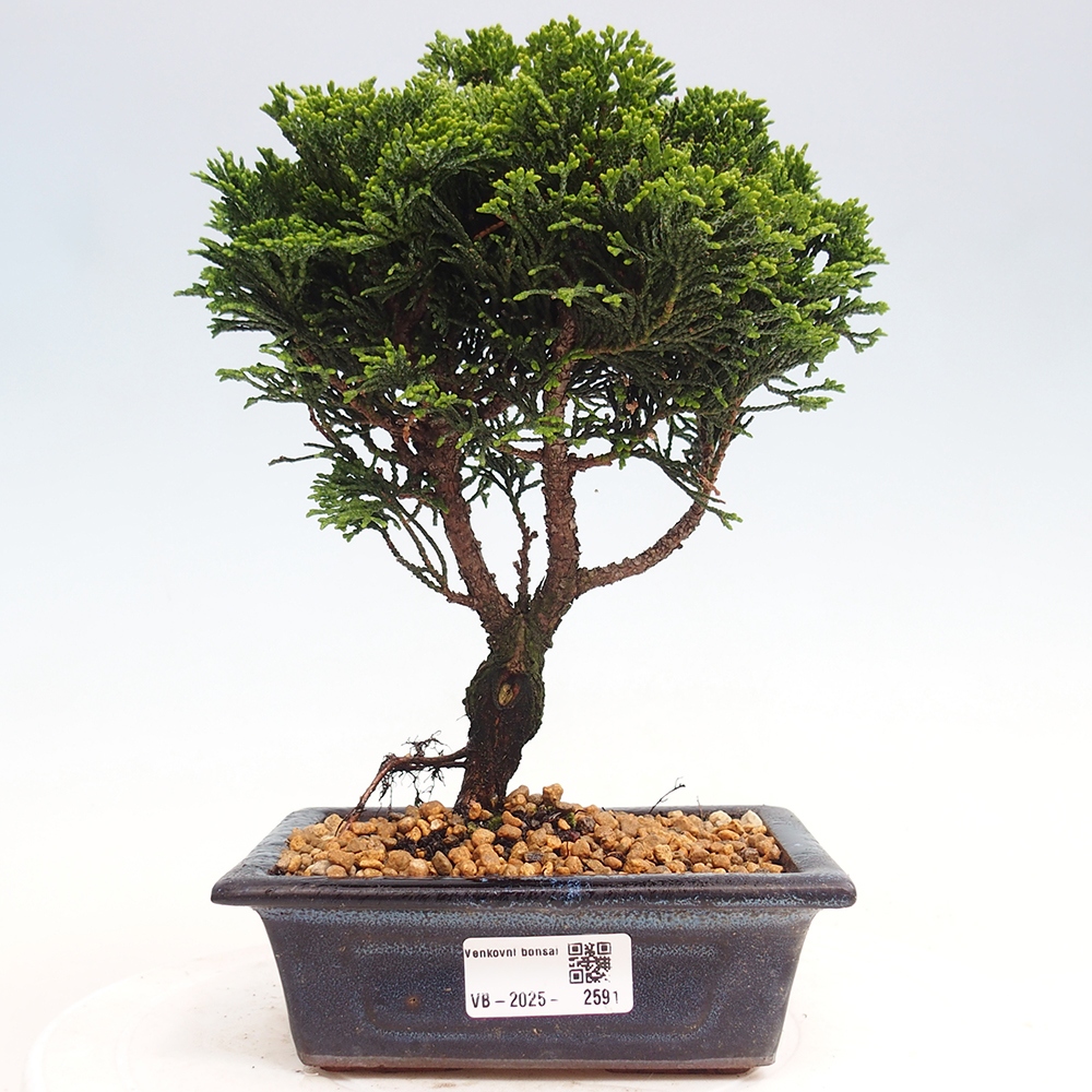 Outdoor-Bonsai - Cham.pis obtusa Nana Gracilis - Zypresse