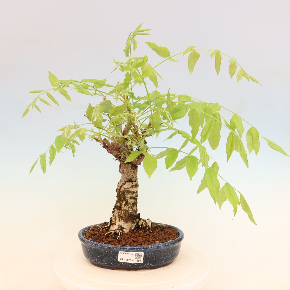 Bonsai für draußen - Wisteria floribunda