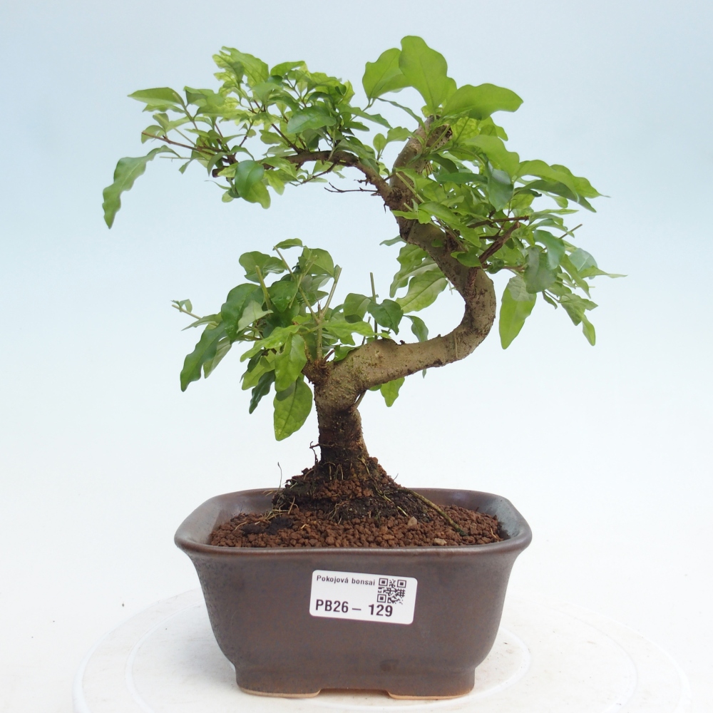 Zimmer Bonsai -Ligustrum chinensis - Vogelschnabel