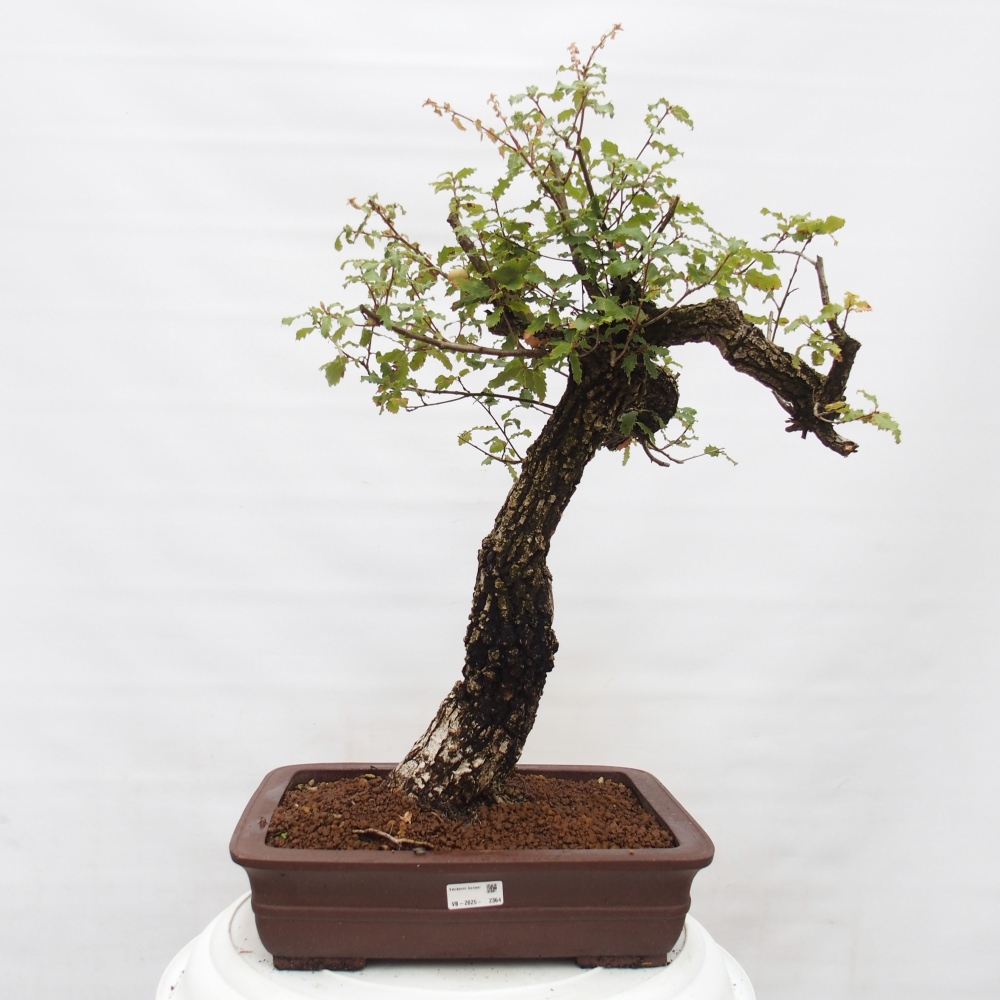 Yamadori - Quercus Ilex - Steineiche