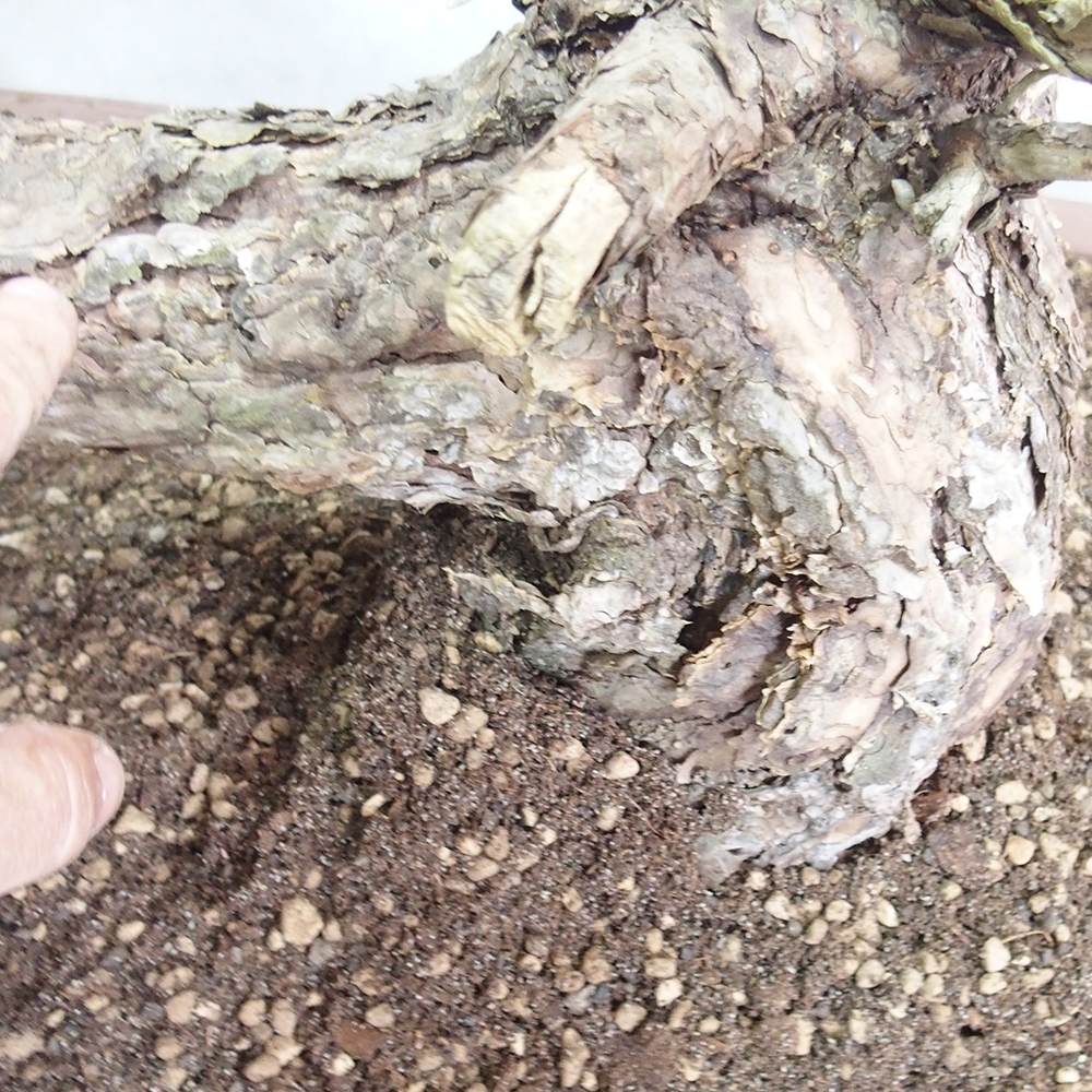 Yamadori - Pinus sylvestris 
