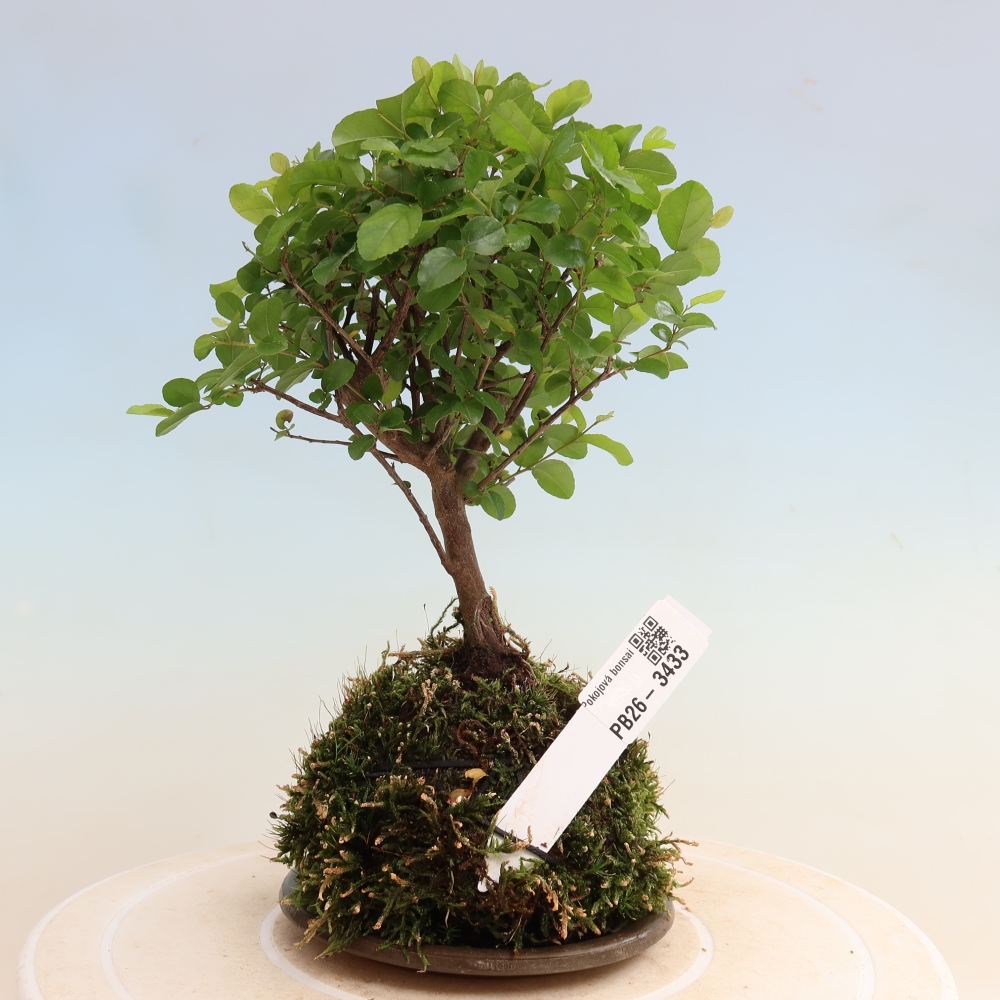 Kokedama mit Untersetzer – Sagerécie thea – Sagerécie thea