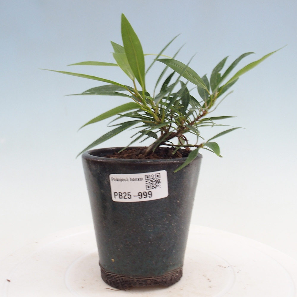 Zimmerbonsai - Ficus nerifolia - kleinblättriger Ficus