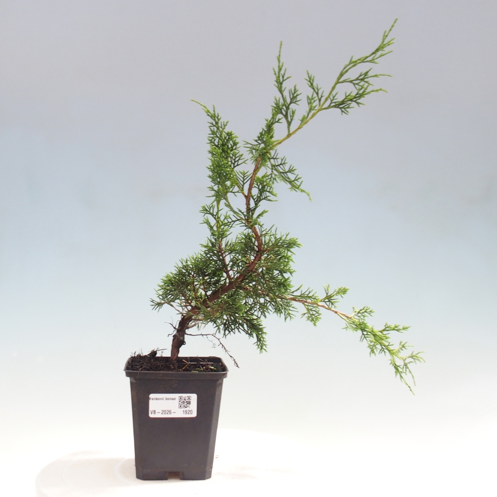 Bonsai für draußen - Juniperus chinensis Itoigawa
