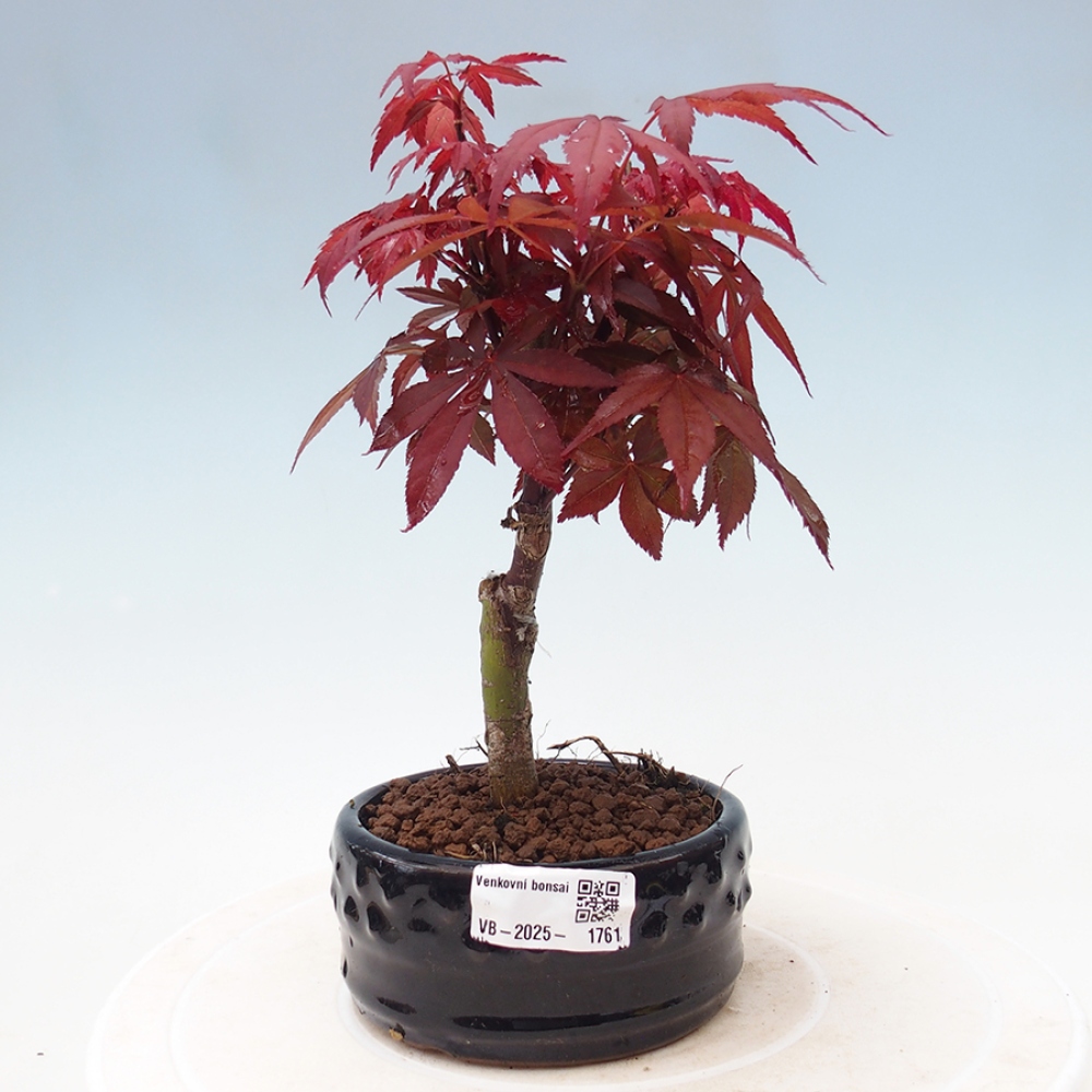 Bonsai im Freien - Acer-Palme. Atropurpureum-Palmenblatt-Ahorn