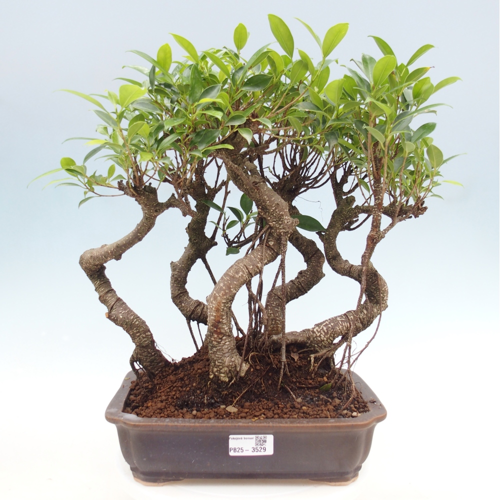 Zimmerbonsai - Ficus kimmen - Kleinblättriger Ficus