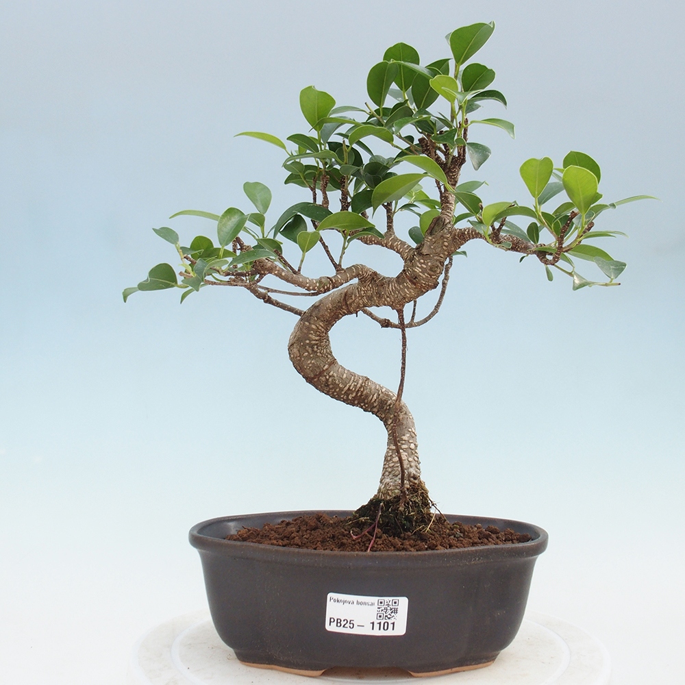 Indoor-Bonsai - Ficus retusa - kleiner Ficus