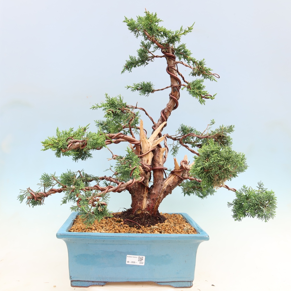 Bonsai für draußen - Juniperus chinensis Kishu