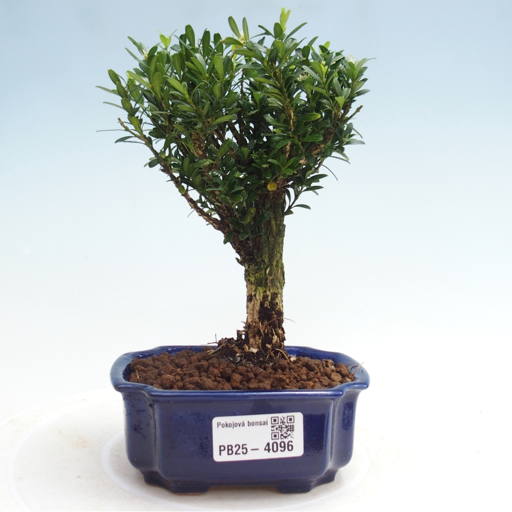 Zimmer Bonsai - Buxus harlandii - Korkbuxus