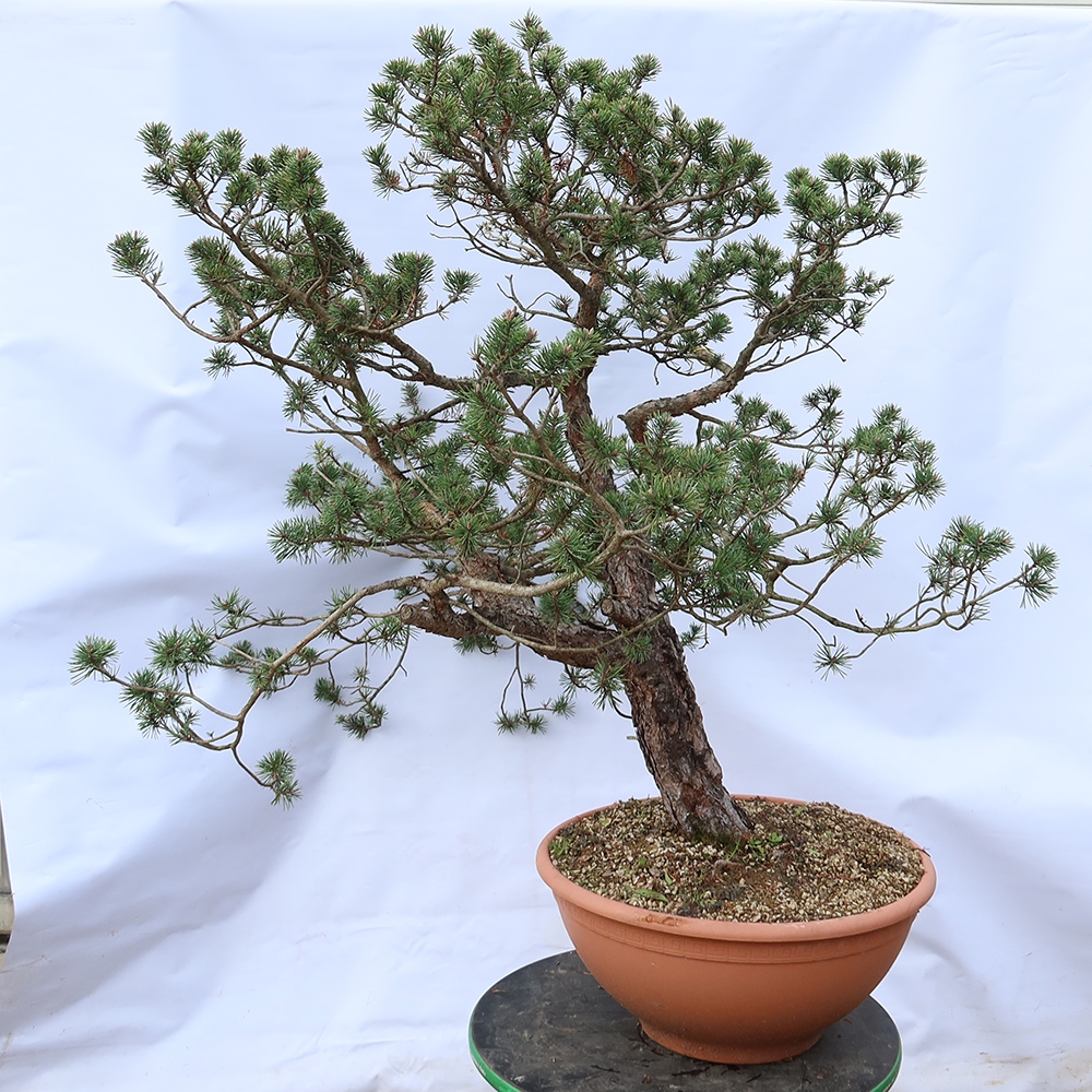 Pinus sylvestris Spanien – Waldkiefer