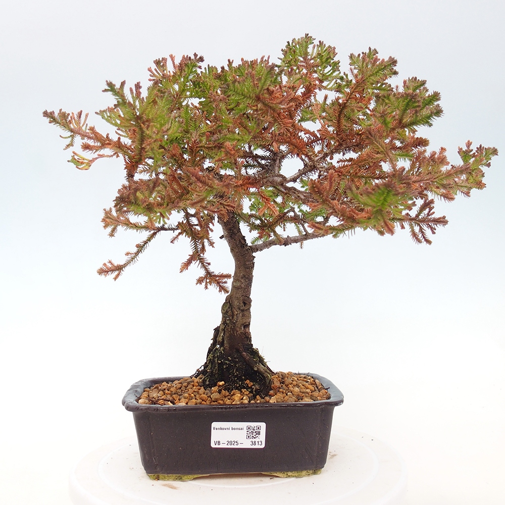 Bonsai für draußen - Chamaecyparis thyoides - Zypresse