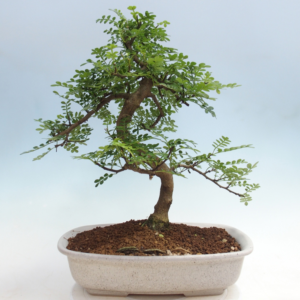 Zimmer Bonsai - Zantoxylum piperitum - Pfefferbaum