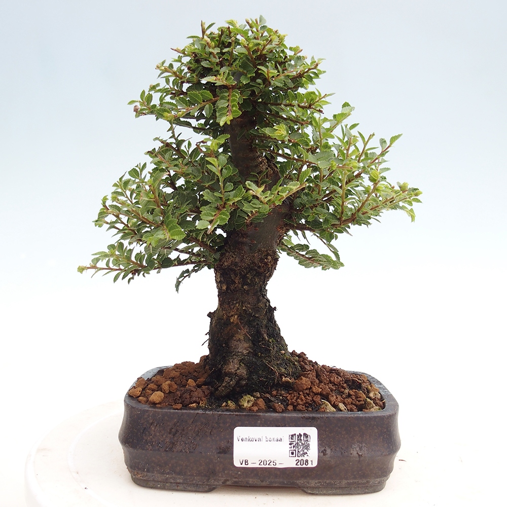 Bonsai im Freien - Ulmus parvifolia Hokkaido - Chinesische Ulme