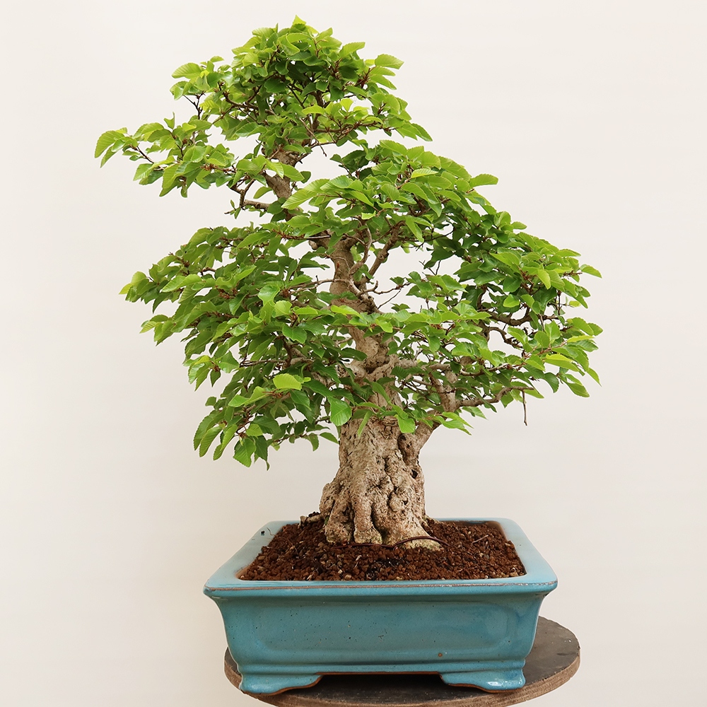 Bonsai im Freien - Carpinus Coreana - Koreanische Hainbuche