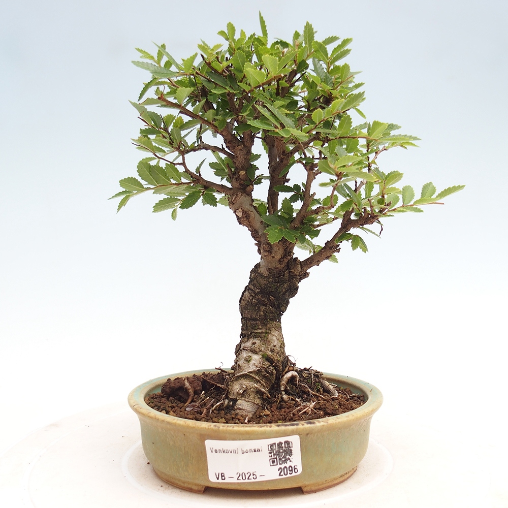 Bonsai im Freien - Zelkova - Zelkova NIRE