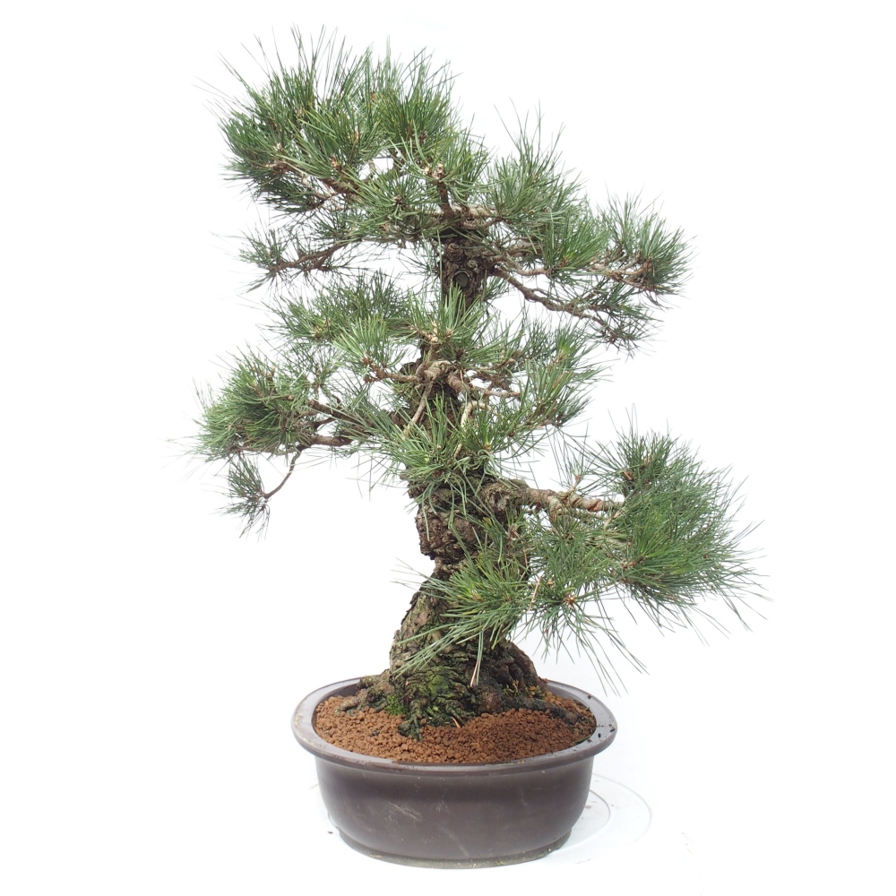 Outdoor-Bonsai - Pinus thunbergii - Thunbergkiefer