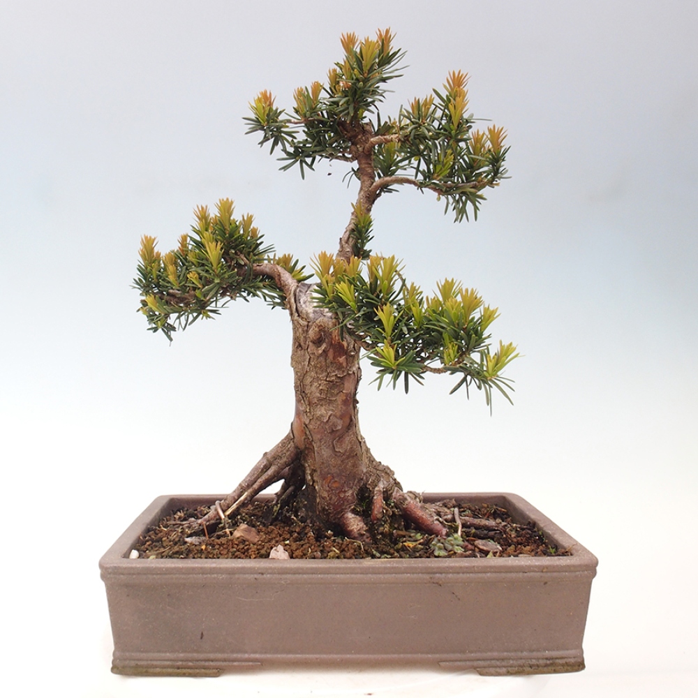 Bonsai im Freien - Taxus cuspidata - Japanische Eibe