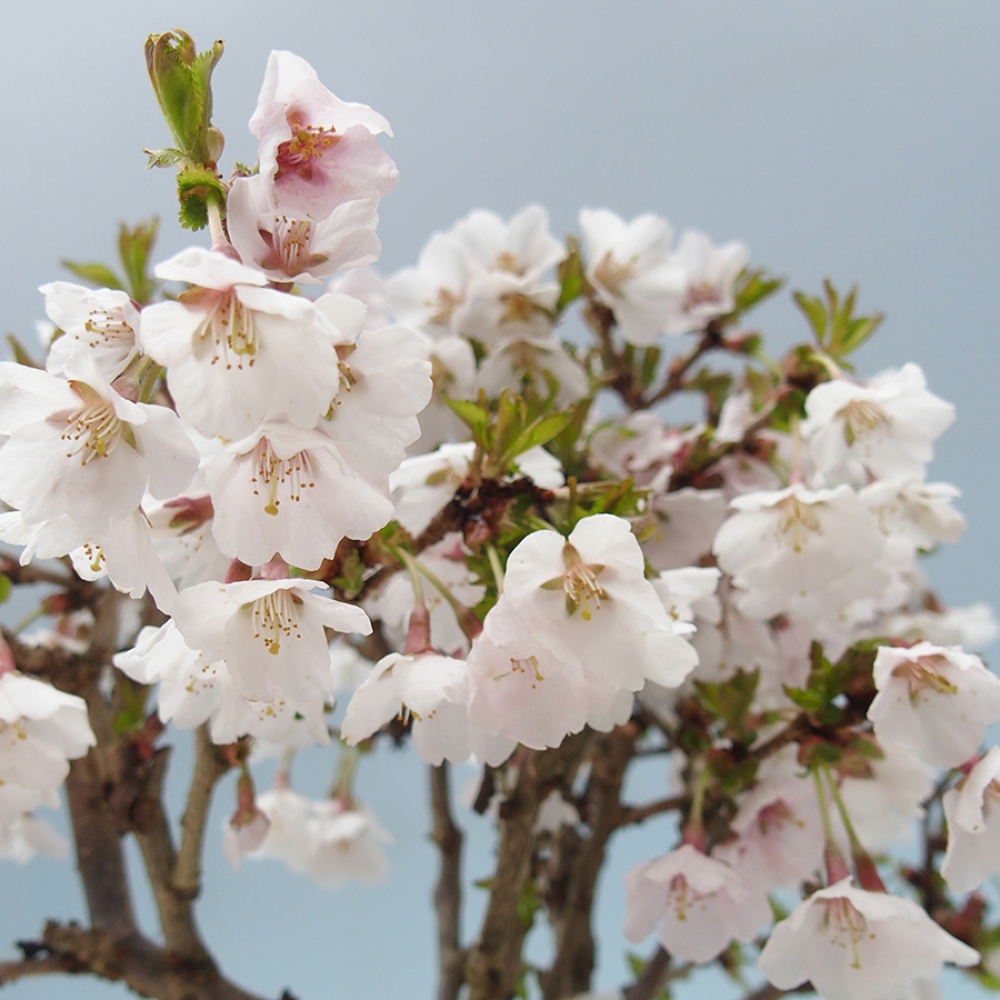Bonsai im Freien - Prunus incisa Kojou-no mai-Pflaume geschnitten