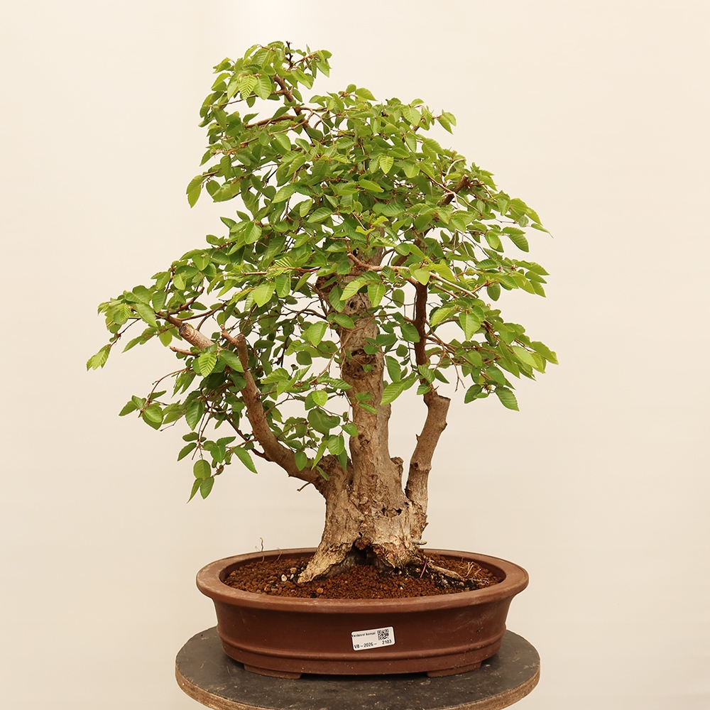 Bonsai im Freien - Carpinus Coreana - Koreanische Hainbuche