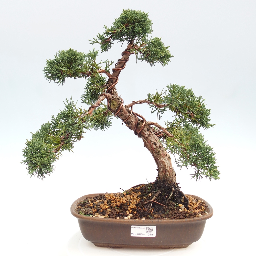 Outdoor-Bonsai - Juniperus chinensis Kishu - Chinesischer Wacholder