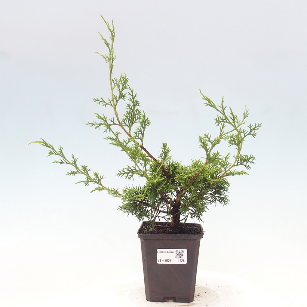 Bonsai für draußen - Juniperus chinensis Itoigawa