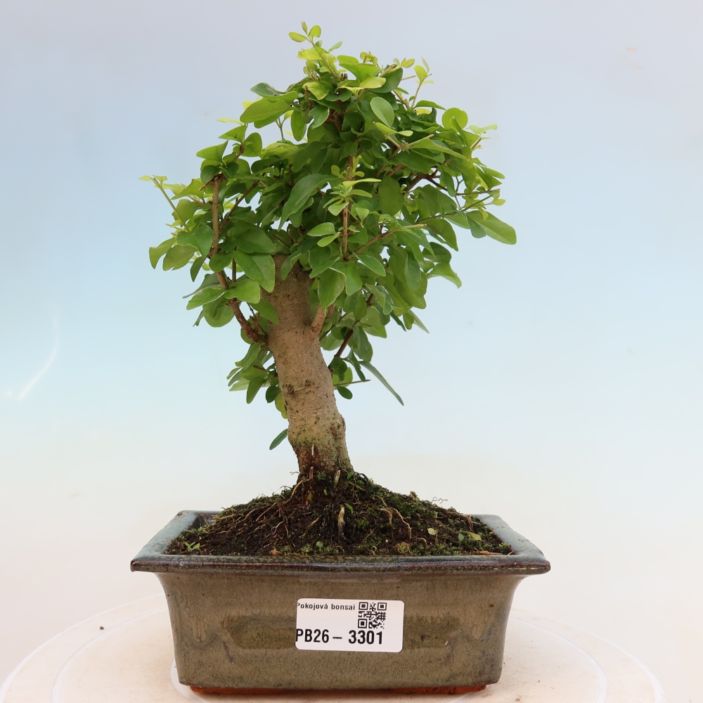 Zimmer Bonsai -Ligustrum chinensis - Vogelschnabel