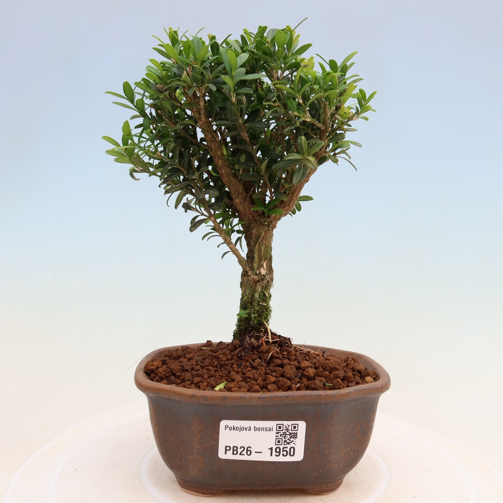 Zimmer Bonsai - Buxus harlandii - Korkbuxus