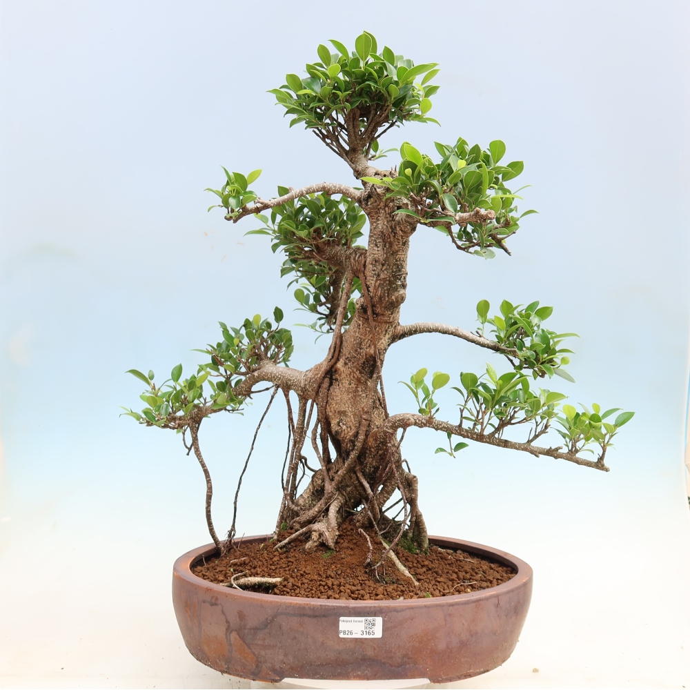 Zimmerbonsai - Ficus kimmen - Kleinblättriger Ficus