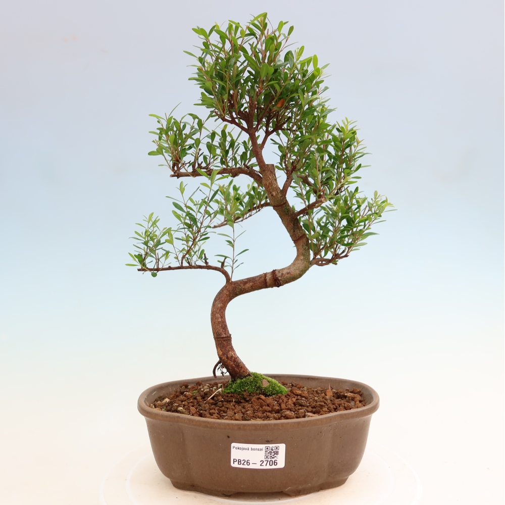 Zimmer Bonsai - Syzygium - Piment