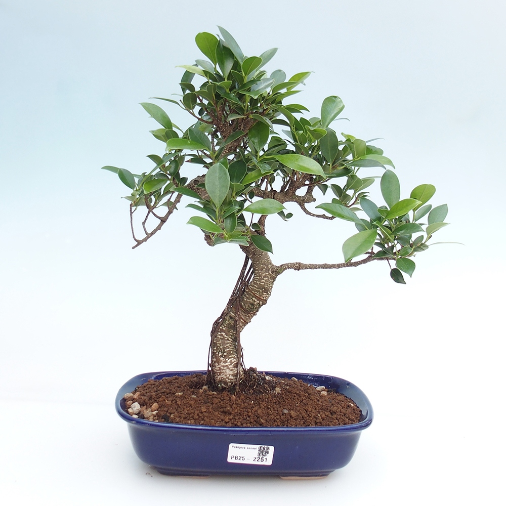 Indoor-Bonsai - Ficus kimmen - kleinblättriger Ficus